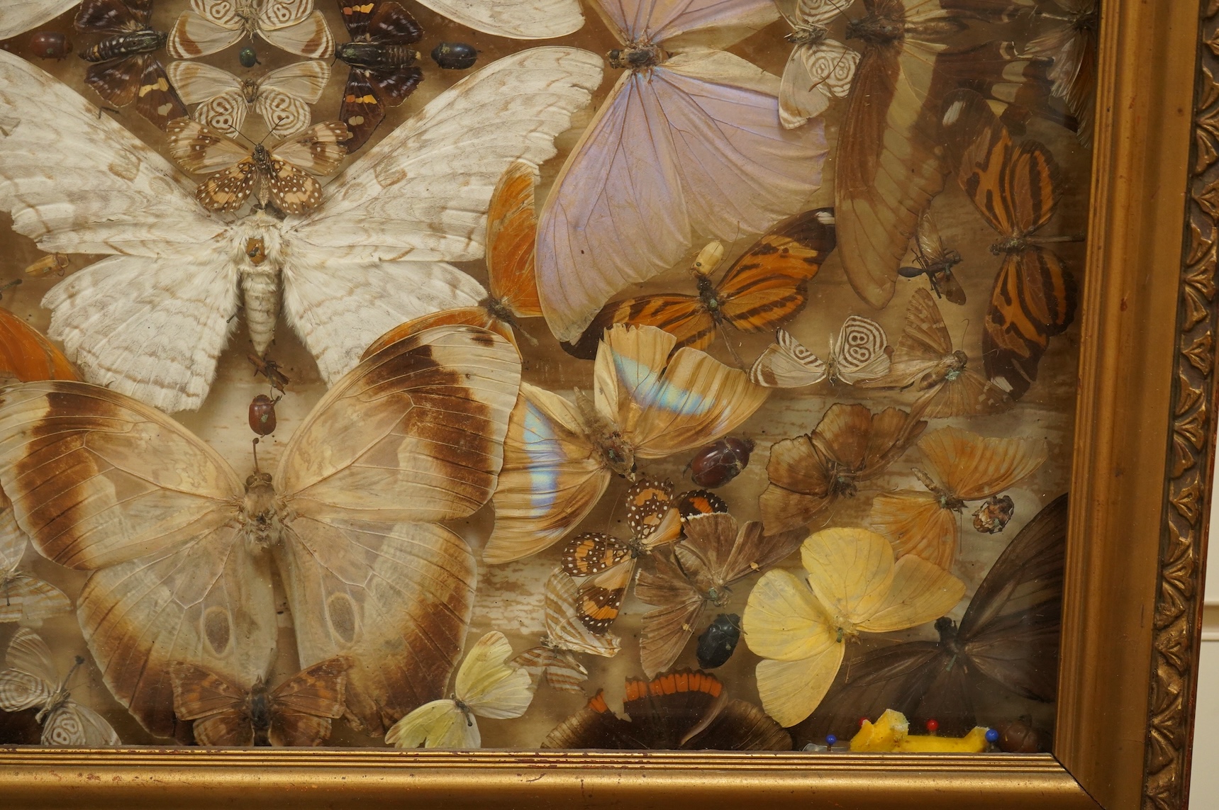 A Victorian taxidermy butterfly, moth and beetle display, contained within a shallow gilt framed cabinet, 52cm wide, 41.5cm high, 8cm deep